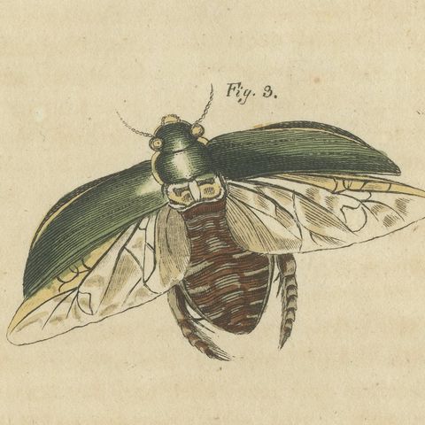 Diving Beetles and Water Beetles with Larva, Antique Bertuch Print, circa 1815, close-up 3