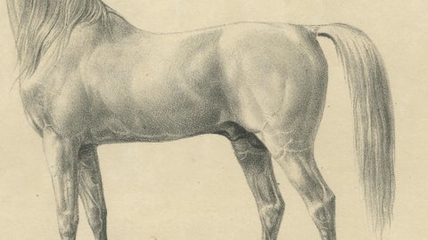 Antique Arabian Horse Lithograph “Bairaktar” by August Jäger, 1846, close-up 4