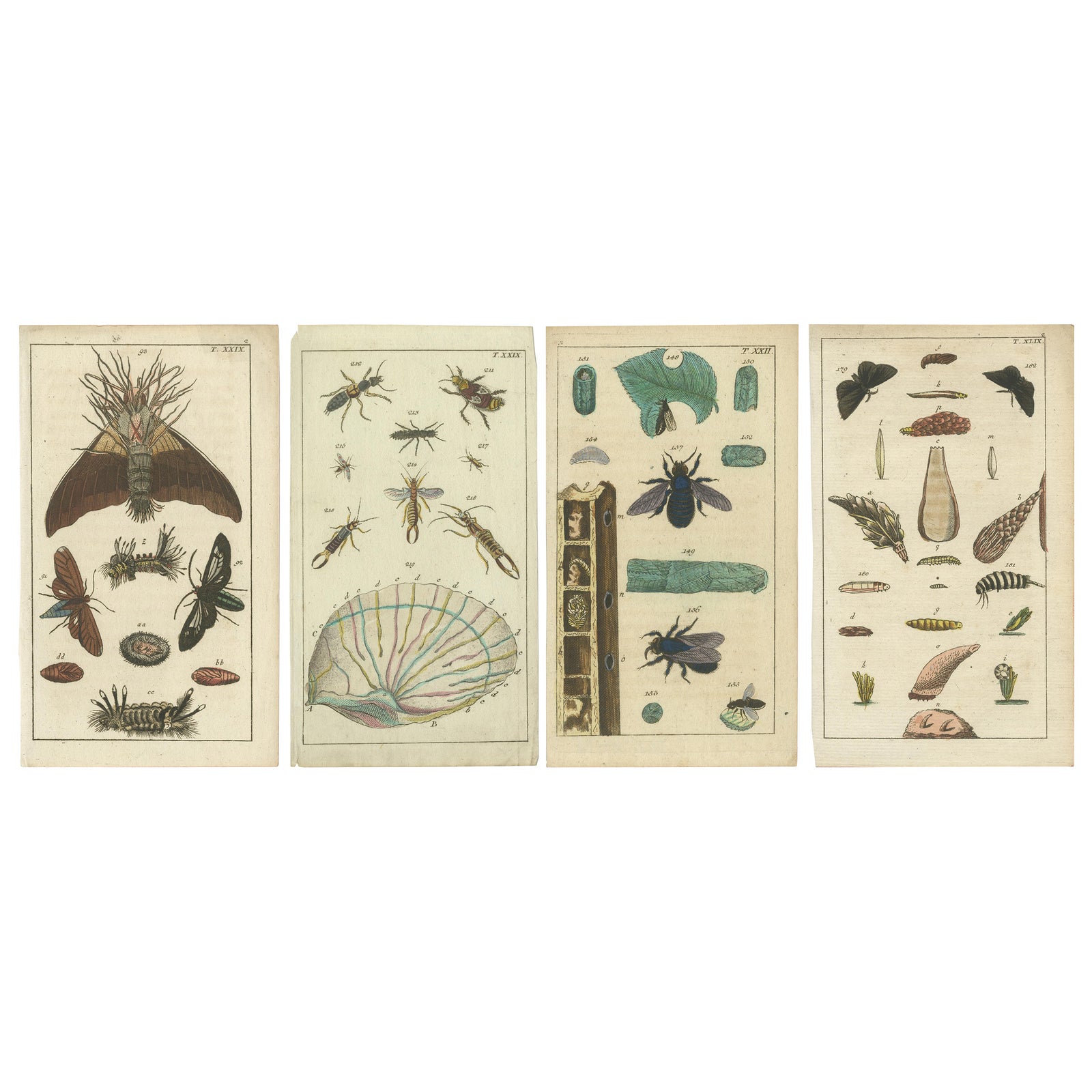 Rare Antique Natural History Prints: Fascinating Insects and Life Cycles, 1832