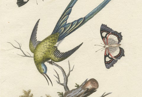 Long-Tailed Green Hummingbird Engraving by J.M. Seligmann after Edwards, ca.1770, close-up 4