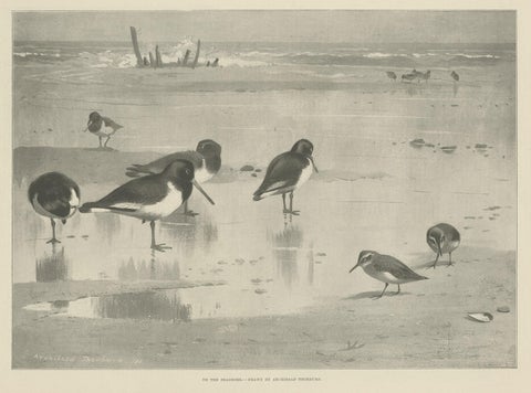 Original Old Print Showing Birds on the Seashore, 1896, close-up 1