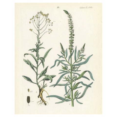 Hand-Colored Botanical Lithograph of Woad and White Goosefoot, Calwer, 1854