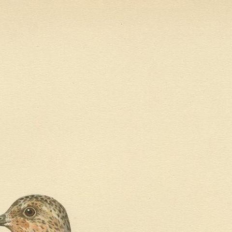 Antique Bird Print of the Sanderling 'Male' by Von Wright, 1929, close-up 1