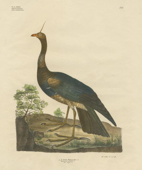 Antique Bird Print of the Horned Screamer by Goldfuss, circa 1824, view 2