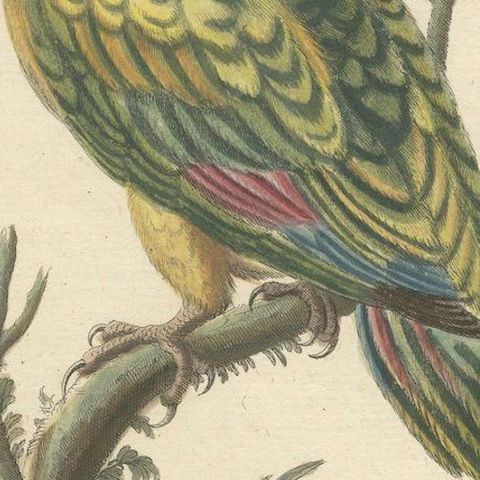 The Large Green Parrot of The West Indies Hand-Colored and Engraved, 1749, close-up 5