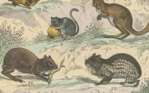 Rodents & Small Mammals Print: Beaver, Squirrel, Porcupine, Antique 1867, close-up 1