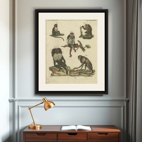 Antique Animal Handcolored Engraving of Various Monkeys by Bertuch, circa 1800, shown framed on a wall