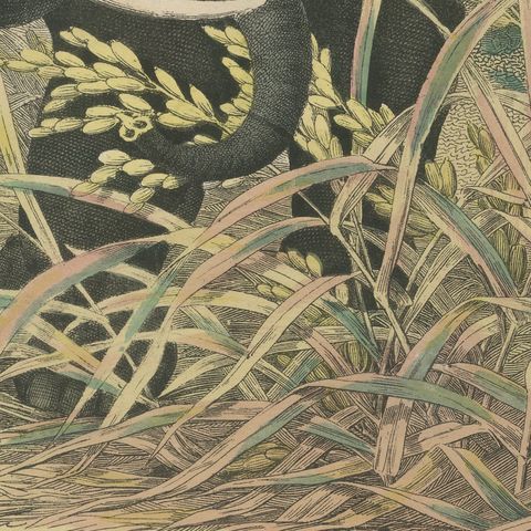 Antique Elephant and Rhinoceros Print with Tapir, Kolb Mammals, circa 1890, close-up 1