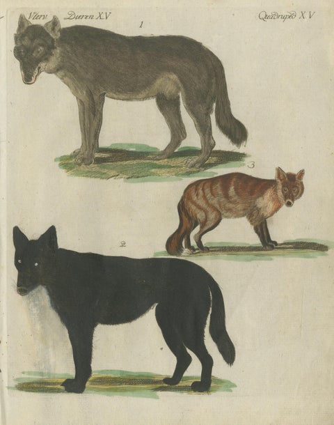 Hand Colored Antique Print of Wolves and a Fox, circa 1820, view 3