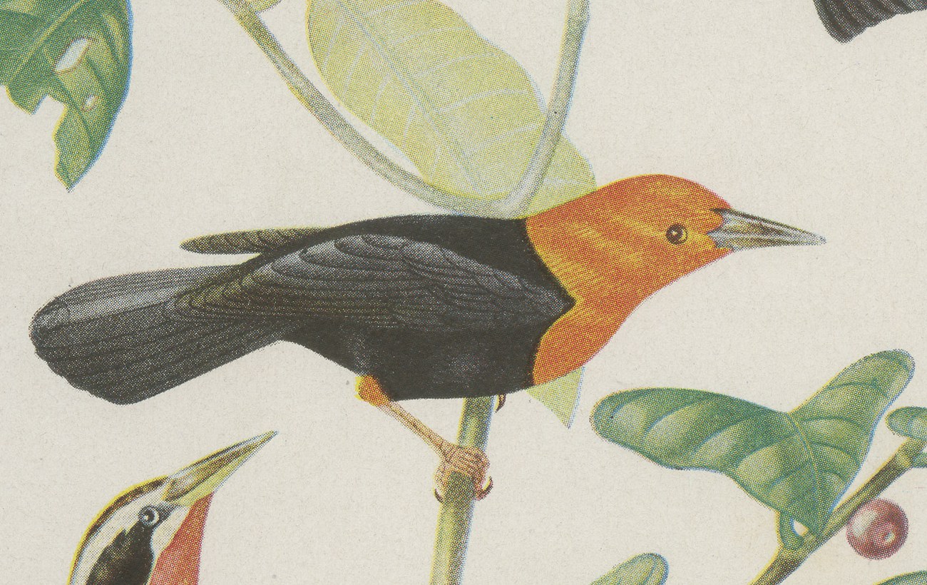 Blackbirds and Marsh Birds, Brazilian Bird Print, Descourtilz, 1944, view 4