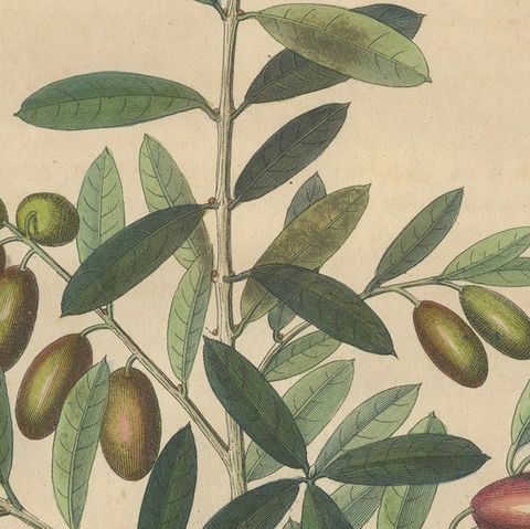 Antique Olive Botanical Print, Hand Colored Copper Engraving, c.1831, close-up 5