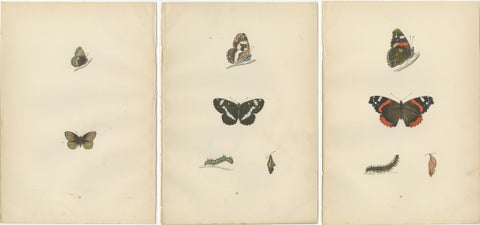 Metamorphosis in Motion: A Study of Butterfly Lifecycles, 1890, view 5