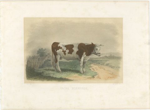Norman Cow, Antique French Cattle Print after Melin, 1873, view 2