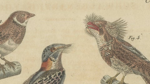 Antique Hand-Colored Bird Engraving, Swallow & Nightjars, Bertuch, c.1800, close-up 4