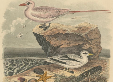Tropicbirds and Gulls: An 1849 Coastal Encounter - A Hand-Coloured Lithograph, close-up 4