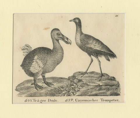 Antique Print of The Extinct Dodo and the Trumpeter Bird, 18th Century, close-up 1