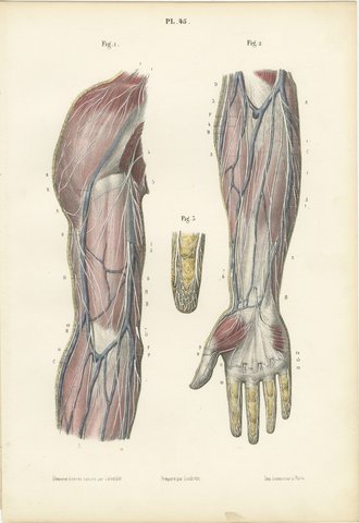 Cutaneous Nerves of the Arm and Hand, Antique Hirschfeld Anatomy Print, 1866, view 2