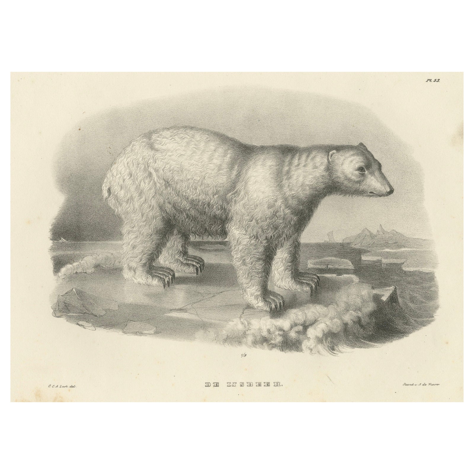 The Polar Bear from 'The Mammals' Natural History Lithographs, Published in 1836