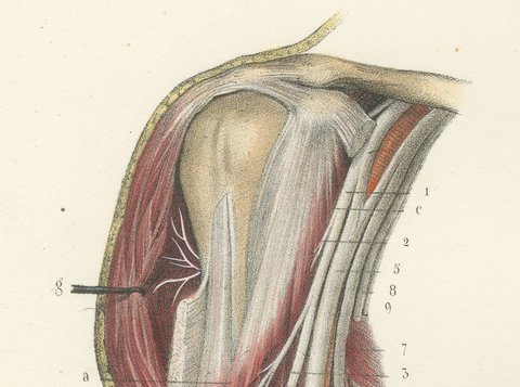 The Humerus and the Nerve Trunks of the Arm, Hirschfeld Anatomy Print, 1866, view 3