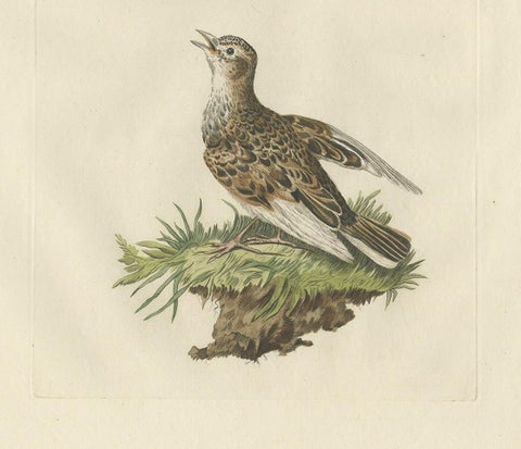 Eurasian Skylark, Antique Bird Engraving by Nozeman and Sepp, 1809, view 4