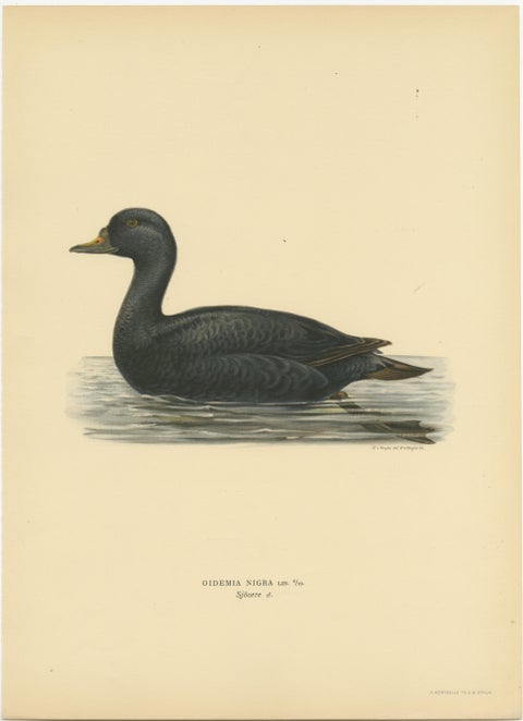 Serenity on the Waves: The Black Scoter Bird Print by Magnus von Wright, 1929, view 2