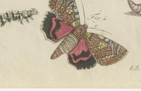 Underwing and Tiger Moths with Caterpillars, Antique Bertuch Print, circa 1805, close-up 2