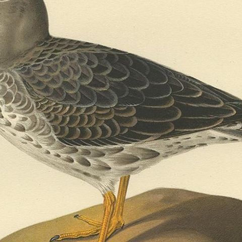 Antique Bird Print of the Purple Sandpiper by Von Wright, 1929, close-up 2