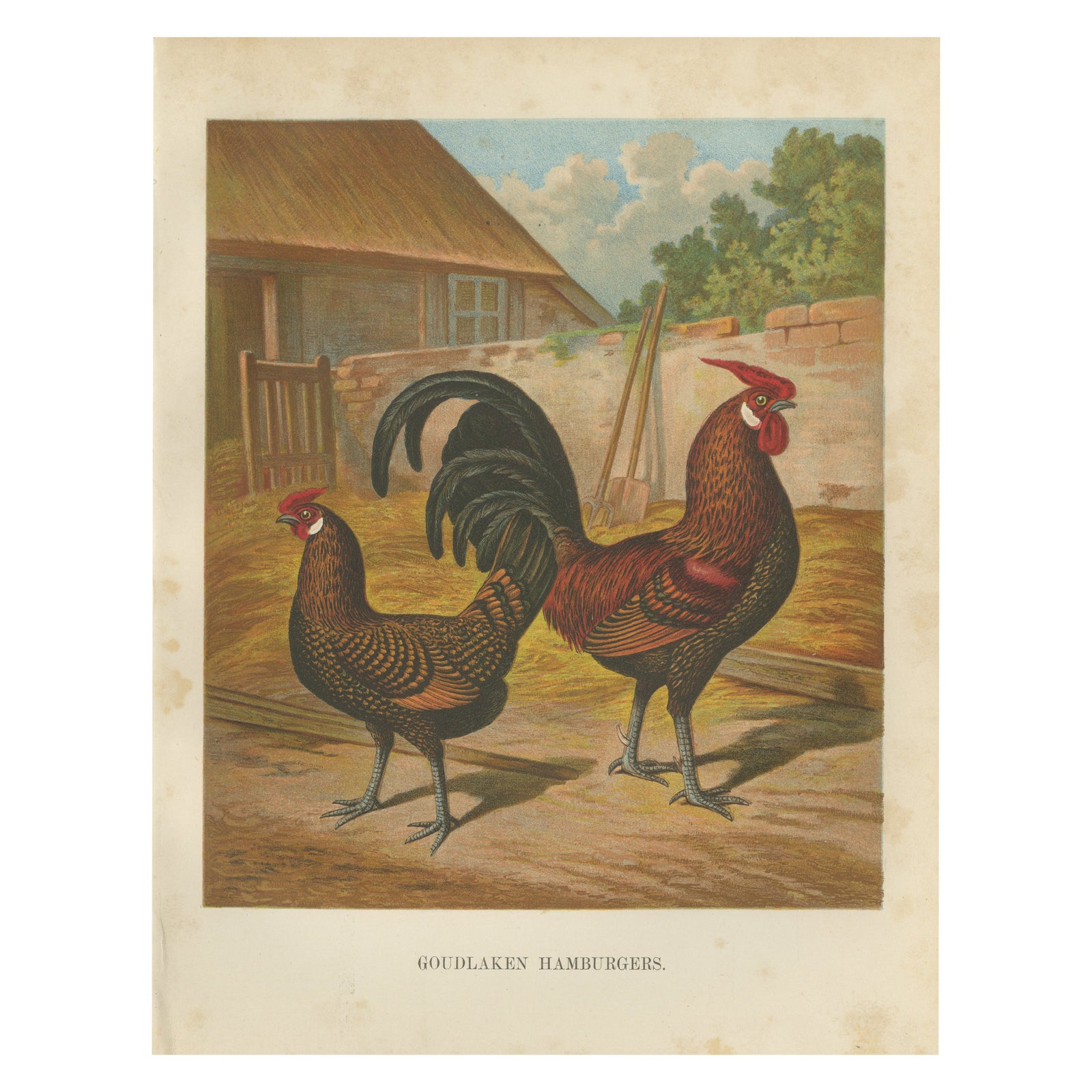 The Elegant Golden Spangled Hamburg Chicken - A 19th Century Poultry Lithograph