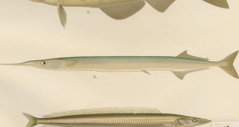Atlantic Cod, Haddock, Garfish and Sand Eel - Scandinavian Fish Lithograph, 1895, close-up 3