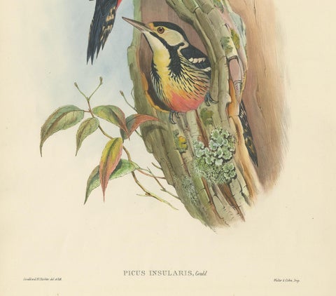 Antique Bird Print of the Formosan Spotted Woodpecker by Gould, circa 1850, view 4