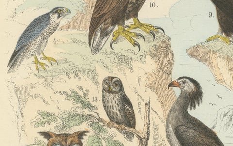 Birds of Prey Print: Eagles, Falcons, Owls & Vultures, Antique 1867, close-up 1