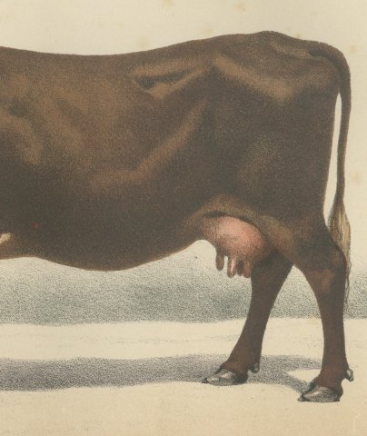 Flemish Cow, French Cattle Breed, Antique Chromolithograph by Borie, 1863, close-up 3