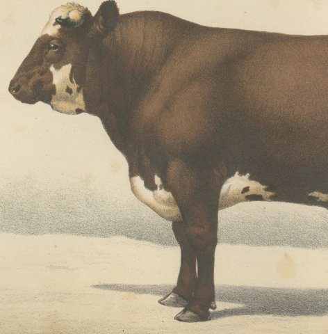 Flemish Bull, French Cattle Breed, Antique Chromolithograph by Borie, 1863, close-up 2
