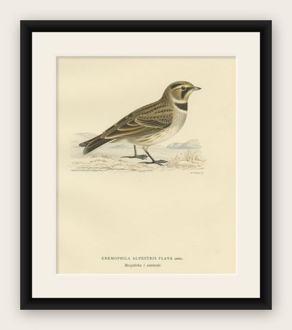 Decorative Old Bird Print of the Common Horned Lark, 1927, shown framed