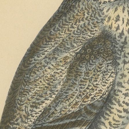 Antique Bird Print of a Lap Owl, close-up 1