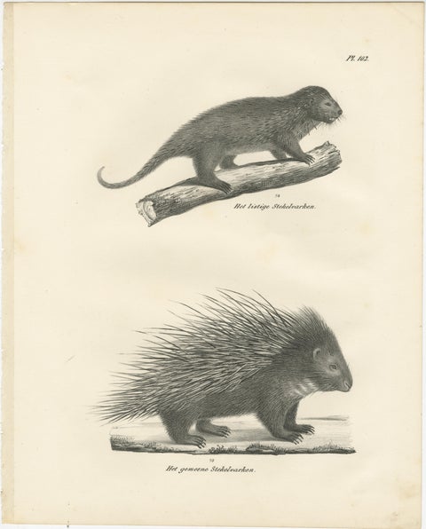 Antique Porcupine, Agouti & Tapir Lithographs, Brodtmann after Schinz c.1830, view 2