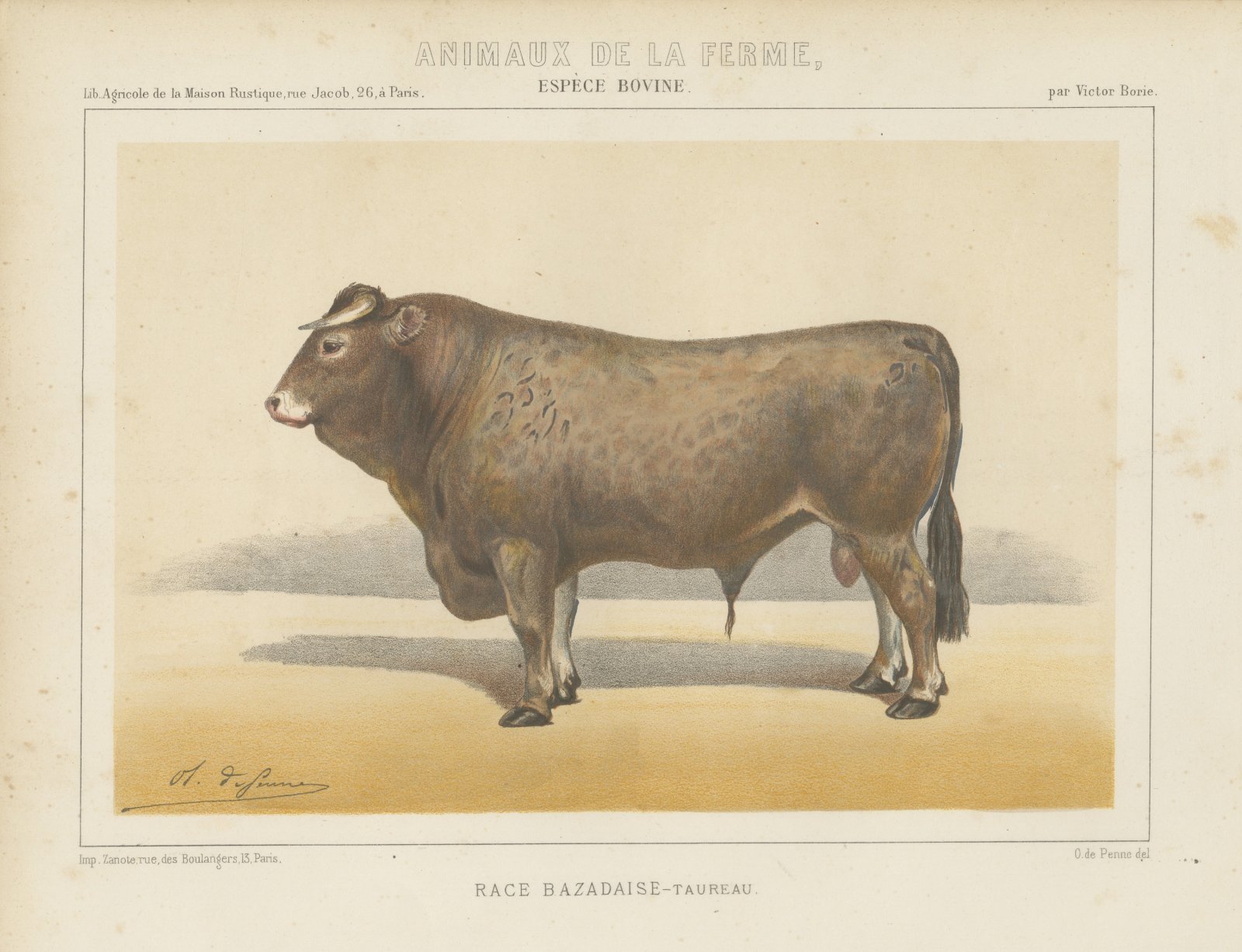 Bazadaise Bull, French Cattle Chromolithograph by Olivier de Penne, 1863