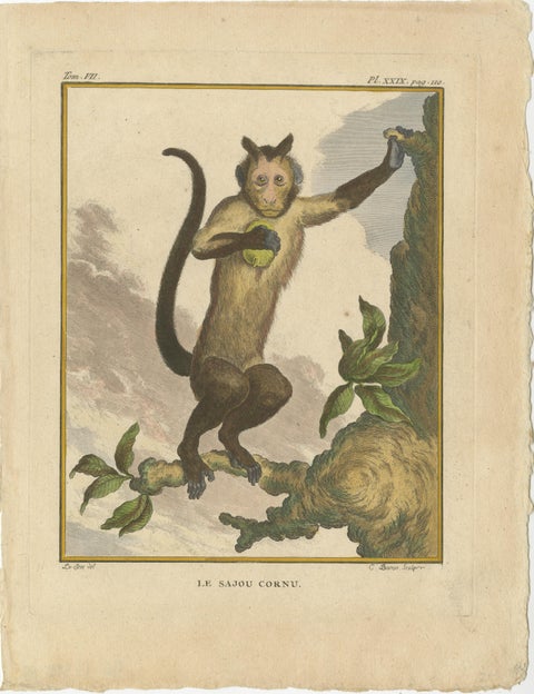Set of 3 Antique Monkey Prints, Capuchin Species, Spider Monkey, view 4