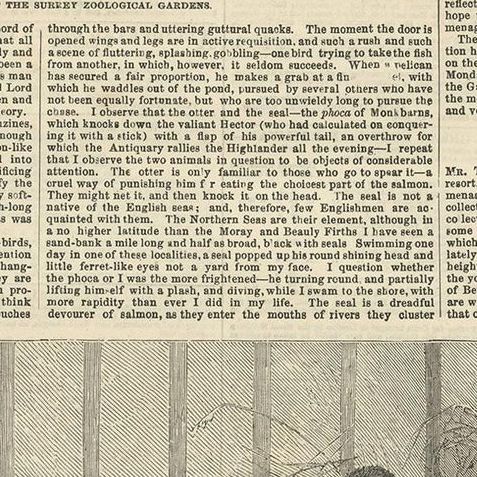 Antique Print of Pigmy Elephants and Lion Cubs, 1854, close-up 2