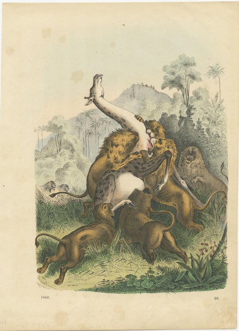 Antique Print of Lions Attacking a Giraffe, view 2