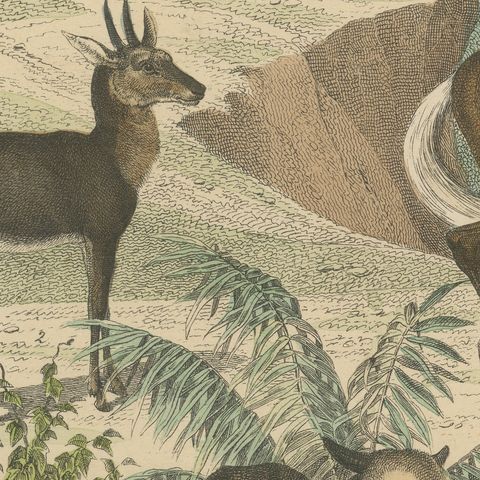 Antique Bison and Wildebeest Print with Zebu and Gazelle, Kolb, circa 1890, close-up 4