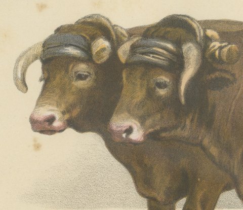 Garonnais Oxen, French Cattle Breed, Antique Chromolithograph by Borie, 1863, close-up 1