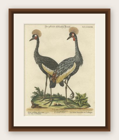 Hand-Colored Engraving of the Crested African Crane by Johann Seligmann. ca.1770, shown framed
