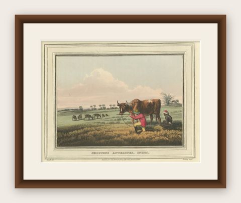 Foreign Field Sports: Shooting Antelopes in India, Aquatint, 1813, shown framed