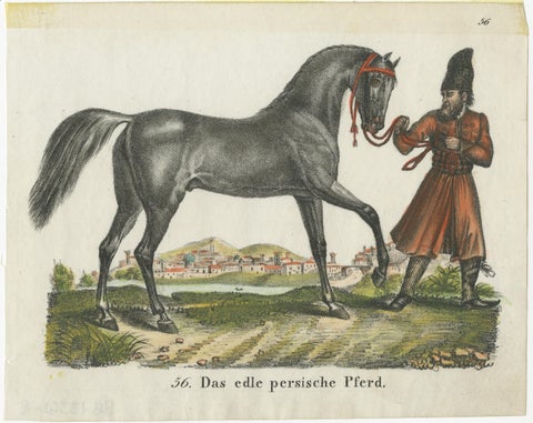 Antique Print of Persian Horse, view 2