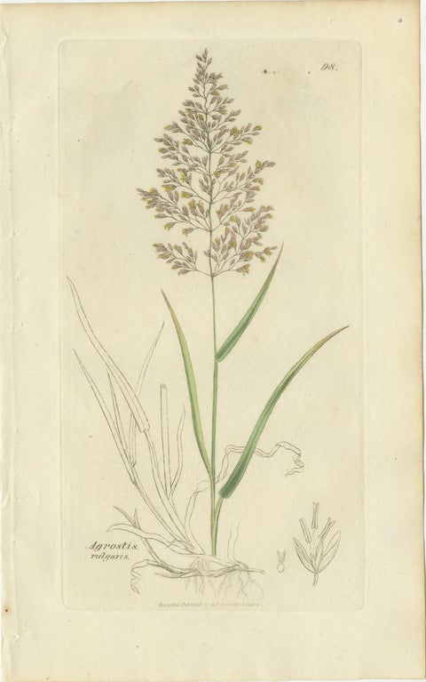 Eight Antique Botanical Engravings of Agrostis, Panicum & Setaria Grasses, 1830, view 3