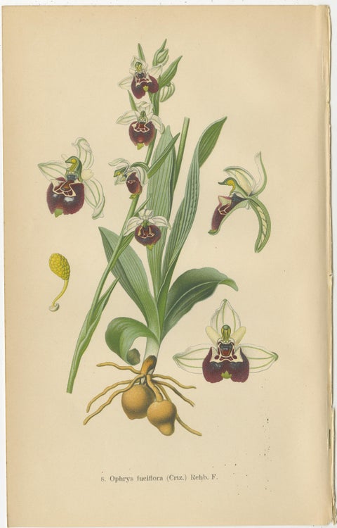 Orchid Variations: A Study of Ophrys Species in 1904 Illustrations, view 4