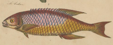 1819 Marine Splendor: Original Hand-Colored Engravings of Fishes, close-up 1