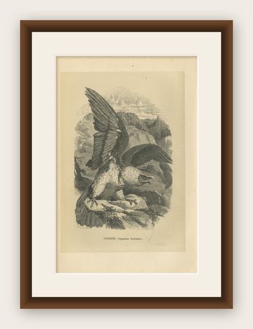 Antique Bird Print of the Bearded Vulture, 1853, shown framed