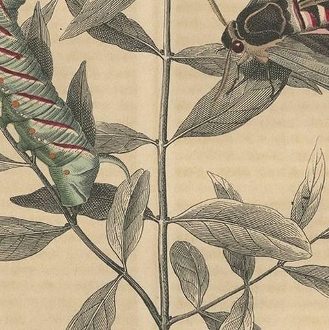 Antique Animal Print of a Moth, Caterpillar and Pupa by C. Hoffmann, 1847, close-up 2